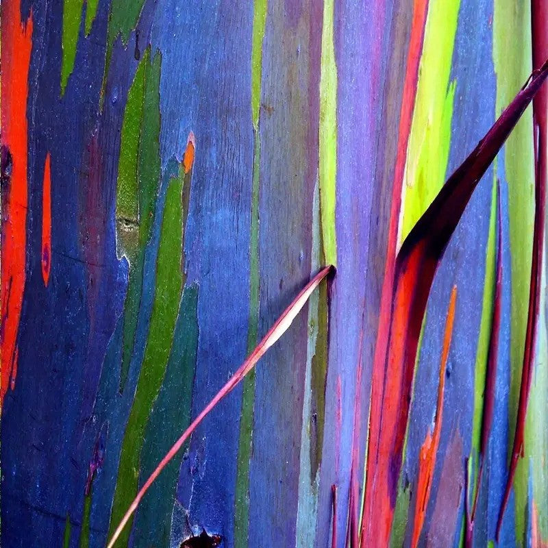 Close-up of rainbow eucalyptus bark showing vivid green, red, and purple streaks