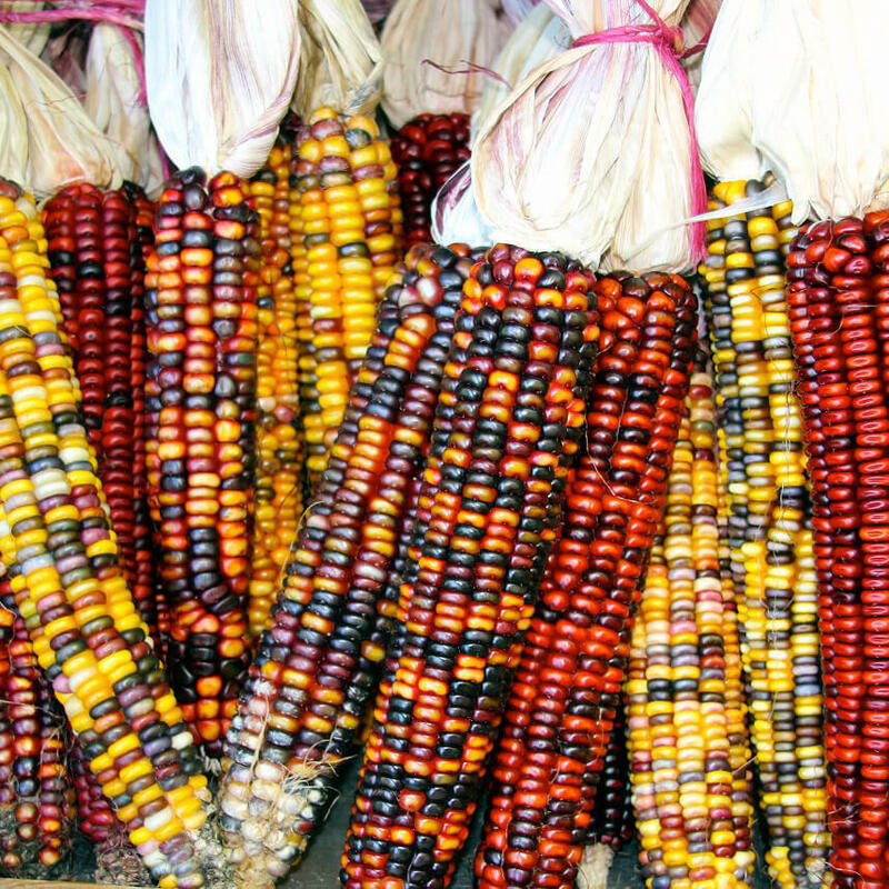 Rainbow Ornamental Corn Seeds