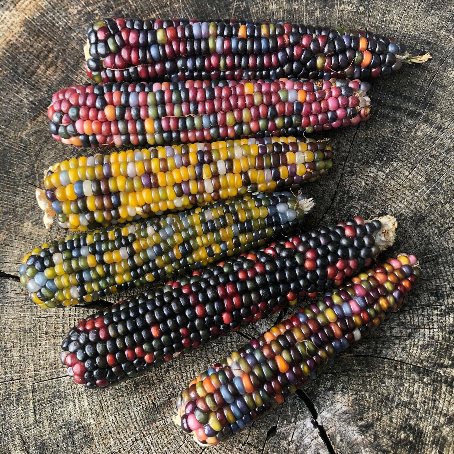 Rainbow Ornamental Corn Seeds