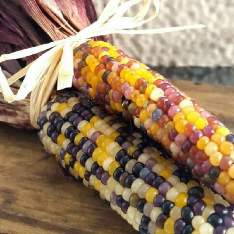 Rainbow Ornamental Corn Seeds