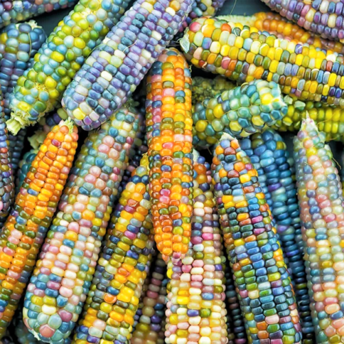 Rainbow Ornamental Corn Seeds