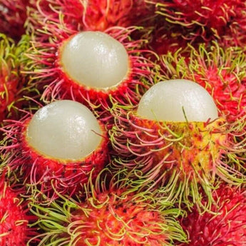 5 Rambutan Seeds