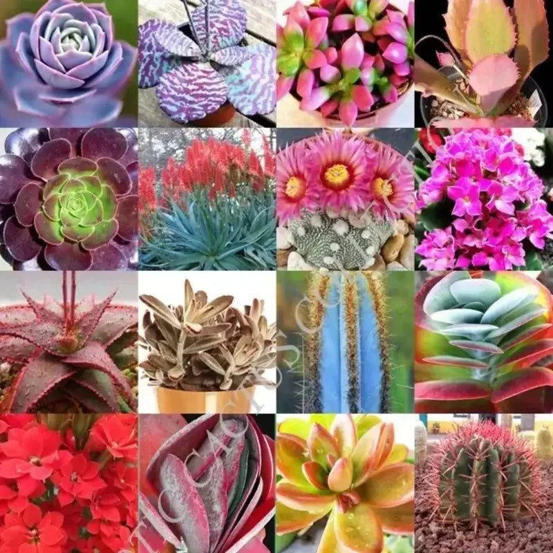 Collage of various succulents and cacti with different colors and textures.