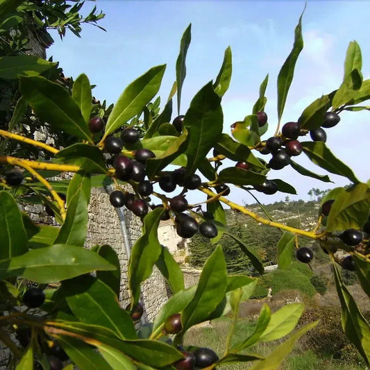 Olive tree with成熟的olives and green leaves against a clear blue sky.