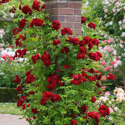 20 Rare Red Climbing Rose Seeds