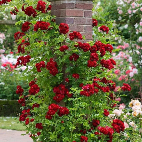 Rare Red Climbing Rose Seeds | Romantic Heirloom Garden Flower – Seed World