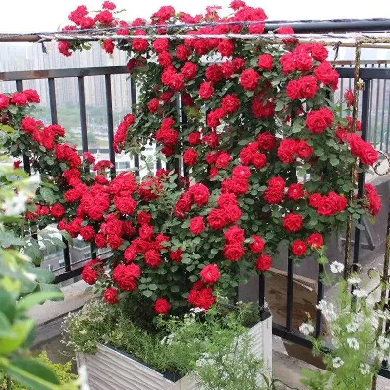 roses grow from seeds Rare Red Climbing Rose Seeds