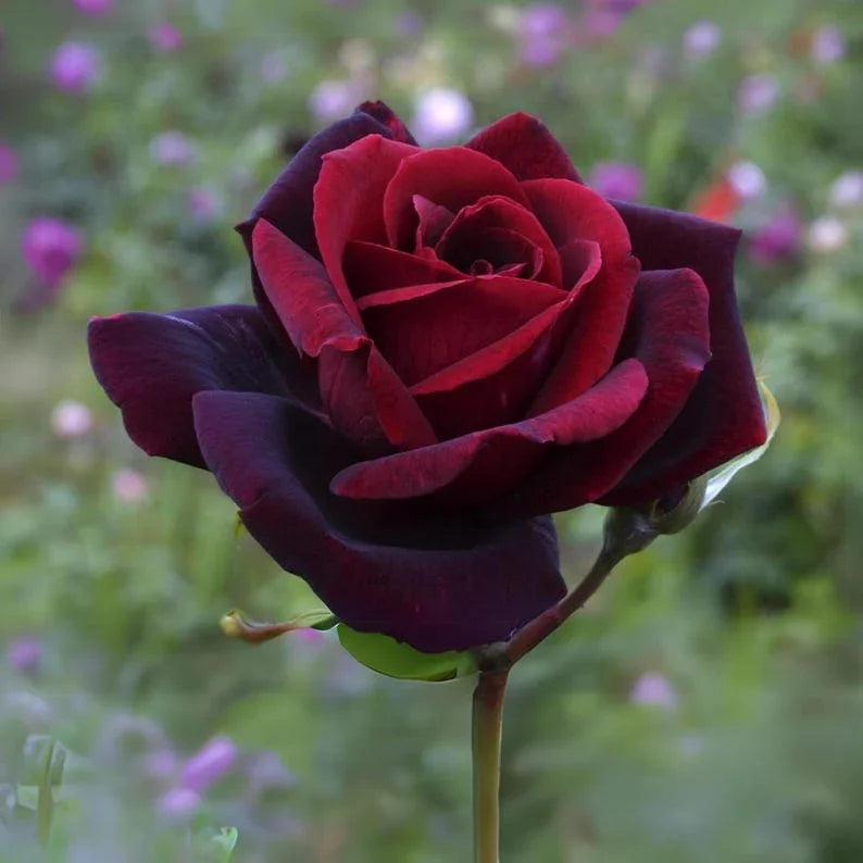 30 Rare Black Magic Rose Seeds