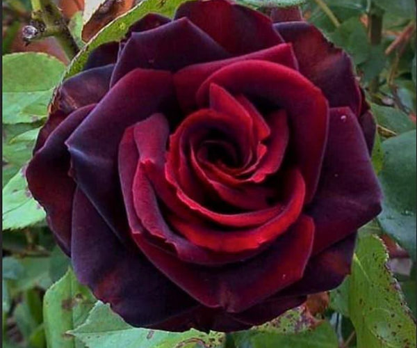 black rose seeds amazon 30 Rare Black Magic Rose Seeds – Seed World