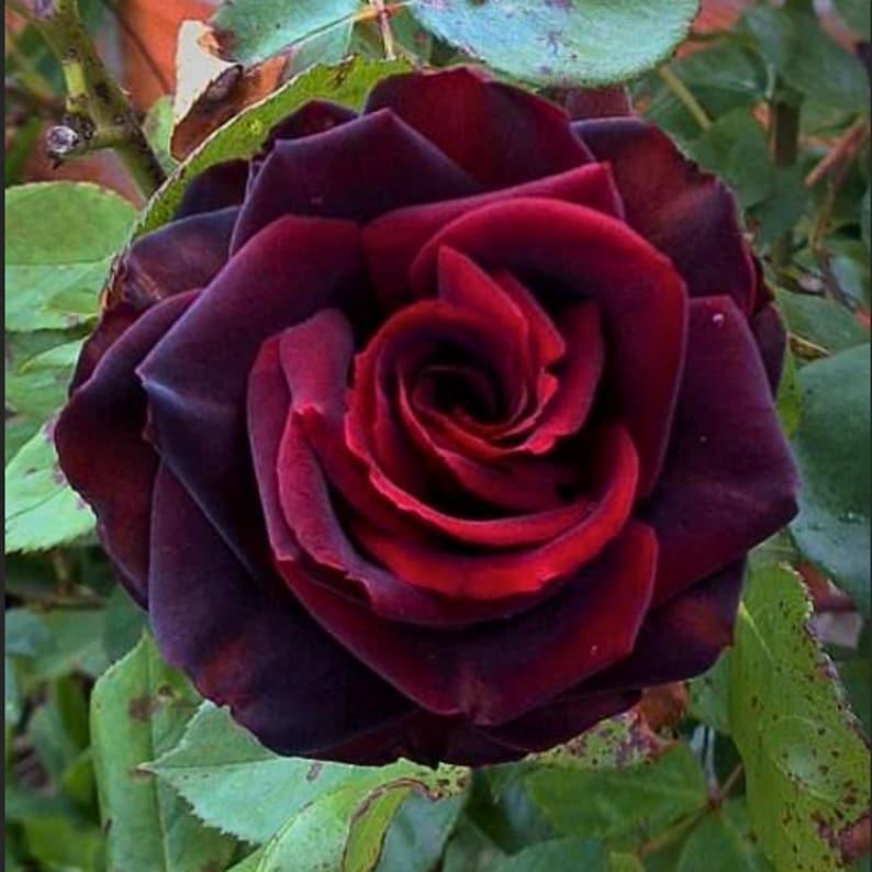 rose seeds online 30 Rare Black Magic Rose Seeds