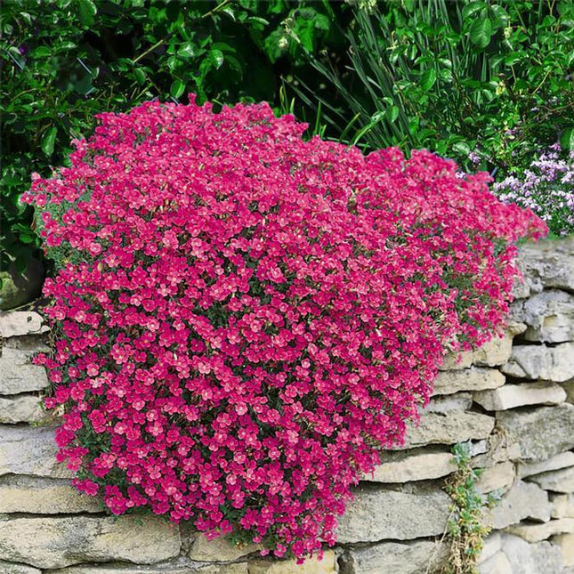 Pink flowering plant against a stone wall with green foliage in the background