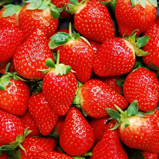 Fresh red climbing strawberries harvested from garden