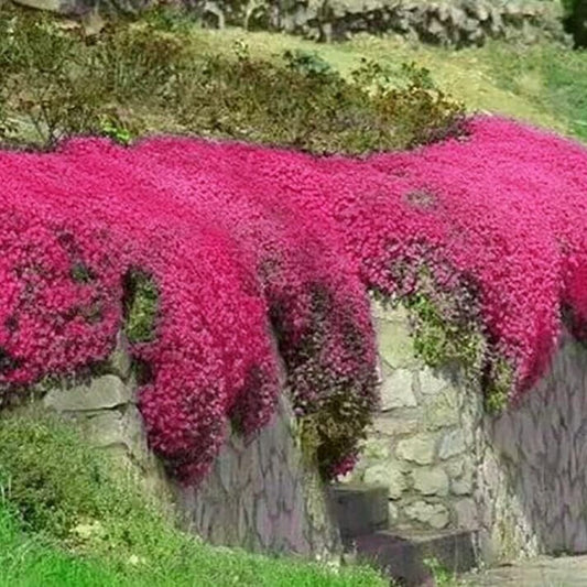 Red Creeping Thyme cascading over stone wall