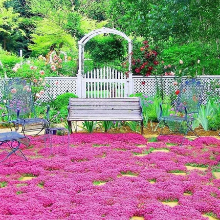 Red Creeping Thyme Seeds – Vibrant Groundcover | Non-GMO