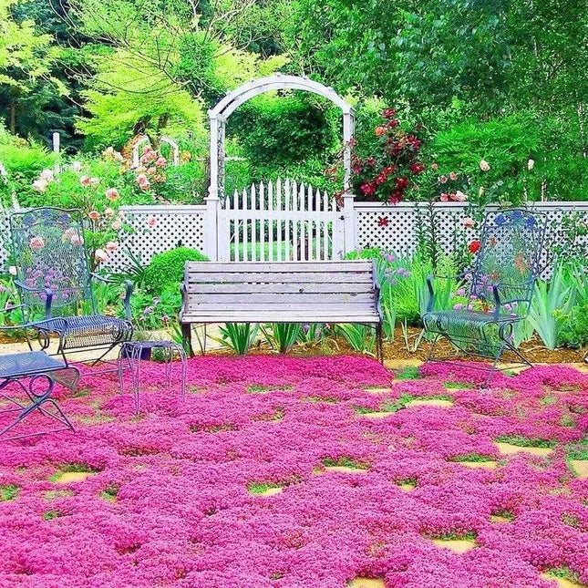 Red Creeping Thyme Seeds – Vibrant Groundcover | Non-GMO