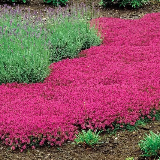 Red Creeping Thyme groundcover in garden bed