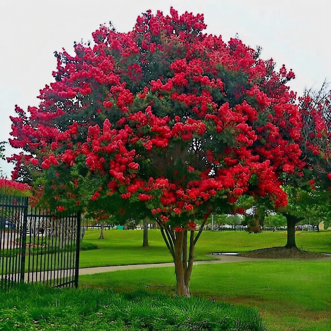 Red Crepe Myrtle tree with vibrant blossoms in green park, Lagerstroemia Indica seeds for planting. Seed World