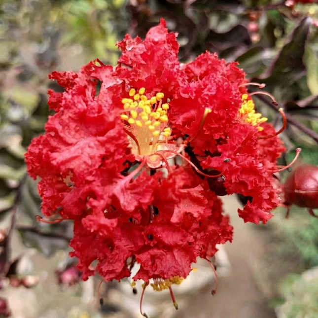 35 Red Crepe Myrtle Seeds | Lagerstroemia Indica | Flowering Shade Tree