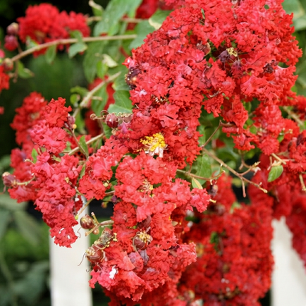 35 Red Crepe Myrtle Seeds | Lagerstroemia Indica | Flowering Shade Tree