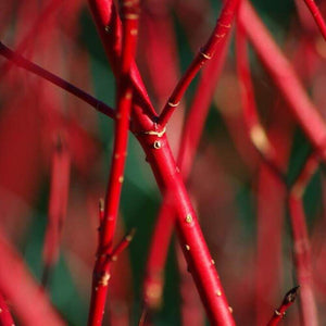 8 Red Dogwood Cuttings to Plant