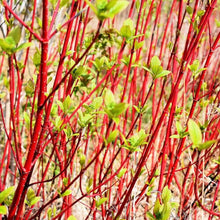 8 Red Dogwood Cuttings to Plant