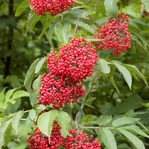 80 Red Elderberry Seeds