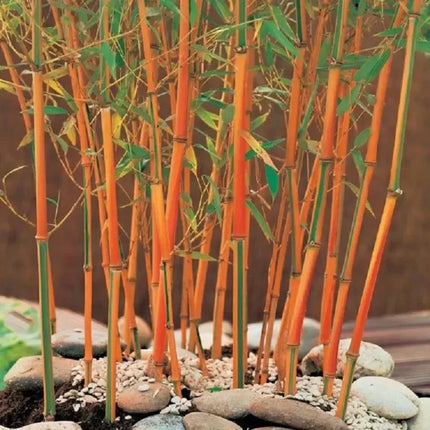 Bamboo plants with orange stalks and green leaves on a rocky ground.