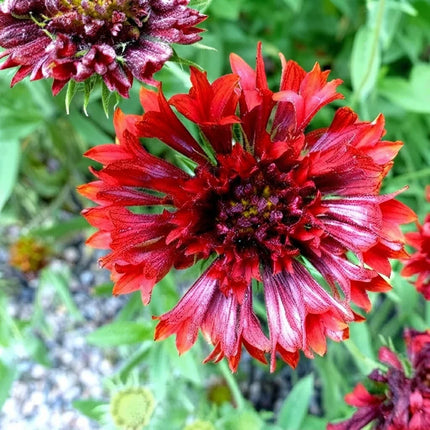 40 Red Gaillardia Sundance Seeds – Vibrant Blanket Flower