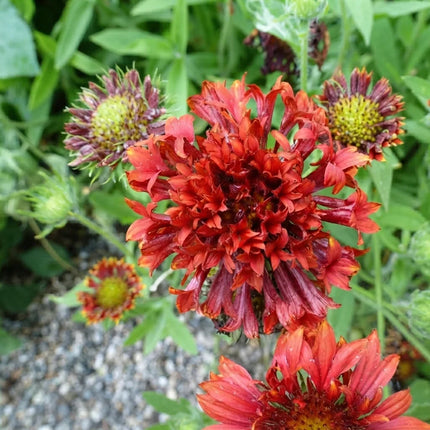Red Gaillardia Sundance Blanket Flower with vibrant red double blooms. Seed World
