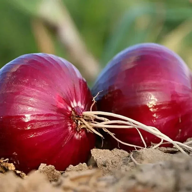 Two red onions with roots in the soil against a blurred green background