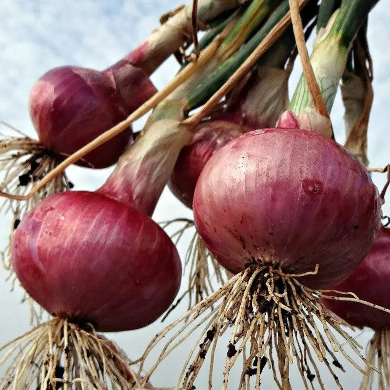 Red onions with roots attached against a light blue sky