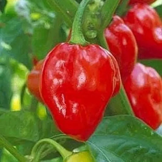 Close-up of ripe Red Habanero chili pepper on green plant