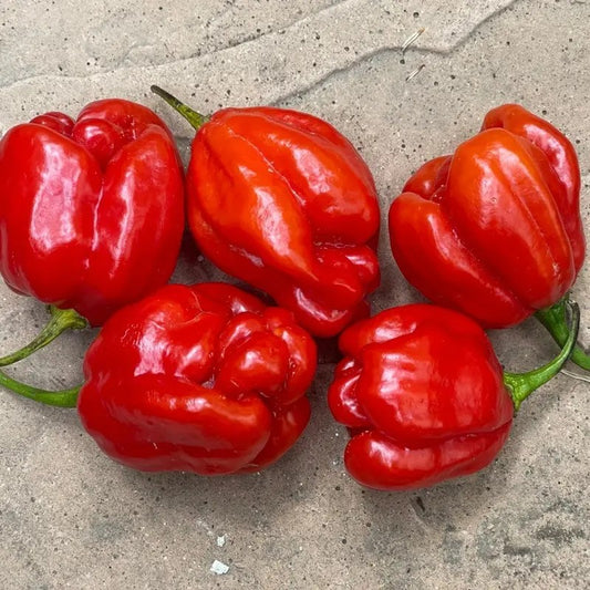 Freshly harvested Red Habanero peppers with vibrant red color