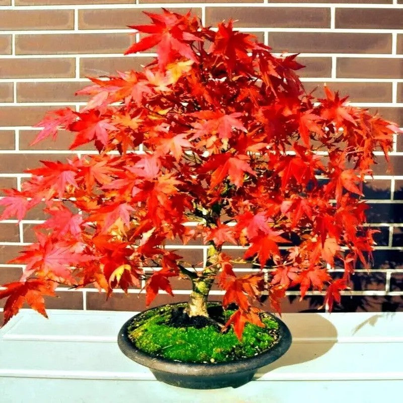 Bonsai tree with red leaves in a pot against a brick wall.
