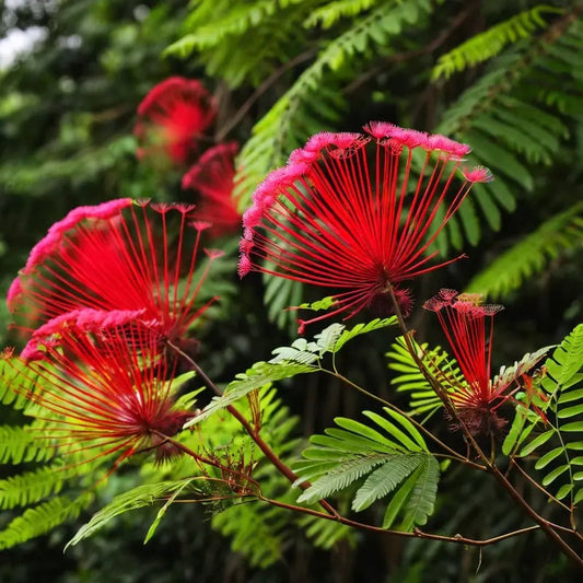 10 Red Mimosa Tree Seeds – Silk Tree (Albizia julibrissin) Persian Beauty