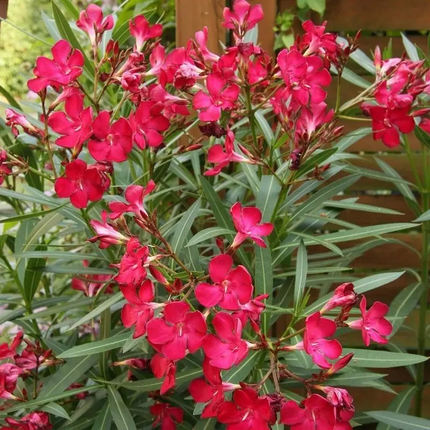 Red Nerium Oleander seeds with vibrant pink blooms, perfect for garden planting and ornamental landscaping. Seed World