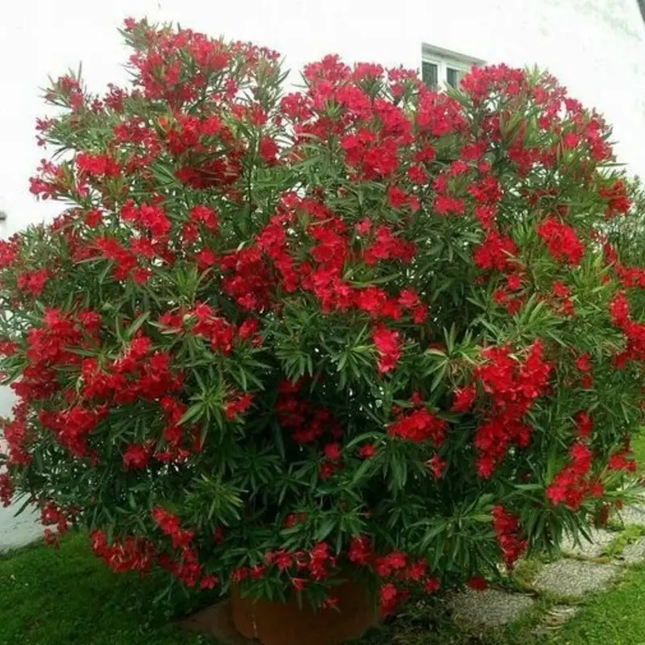 50 Red Nerium Oleander Seeds – Fragrant Ornamental Flower Shrub
