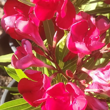 50 Red Nerium Oleander Seeds – Fragrant Ornamental Flower Shrub