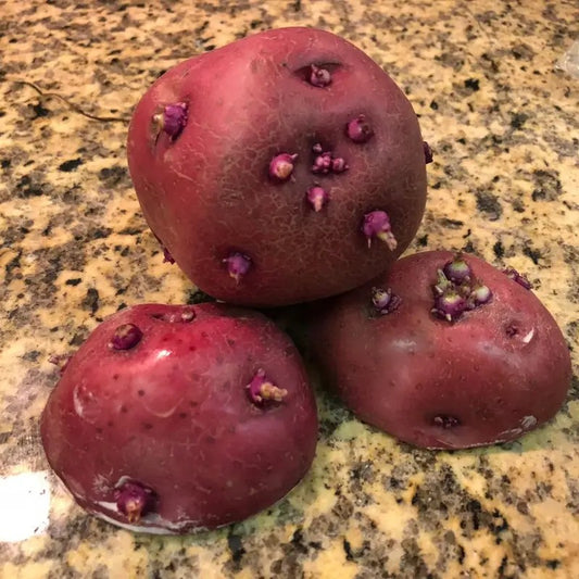 5 lbs Red Norland Potato Seeds