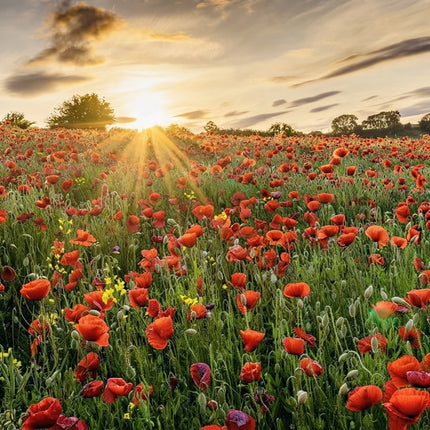 Red Poppy Seeds – Papaver rhoeas – 3000 Seeds