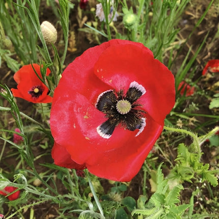 Red Poppy Seeds – Papaver rhoeas Bright Red Annual Wildflowers with Dark Centers for Garden Beds, Borders and Pollinator Gardens. Seed World