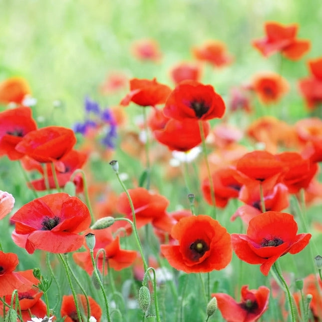 Red Poppy Seeds – Papaver rhoeas – 3000 Seeds
