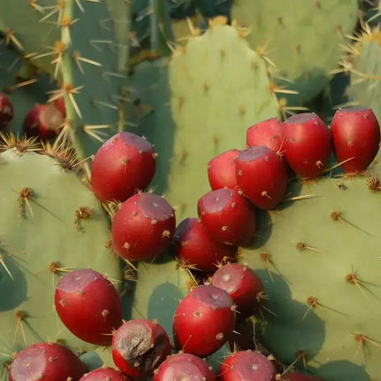 Close-up of a cactus with red fruit on a green background