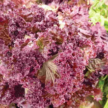 1000 Red Salad Bowl Lettuce Seeds