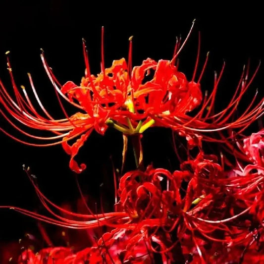 Close-up of a red spider lily against a black background