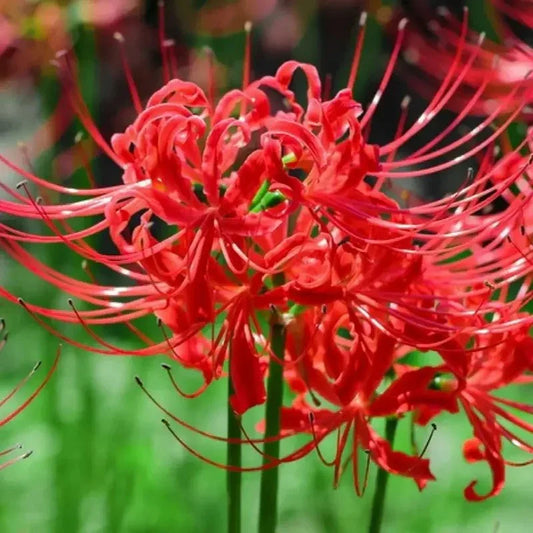 Close-up of red spider lilies with a blurred green background