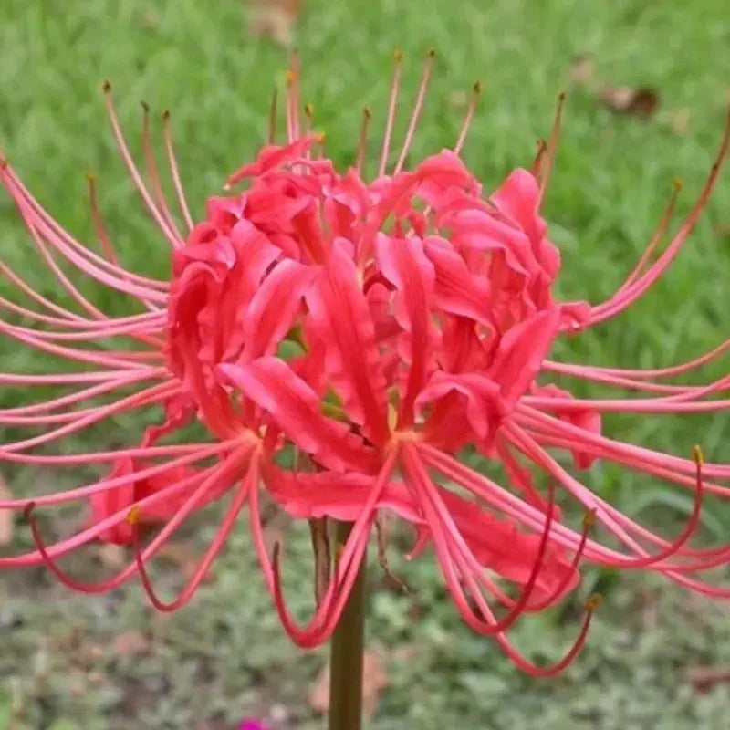 Close-up of a pink spider lily flower with a blurred green background