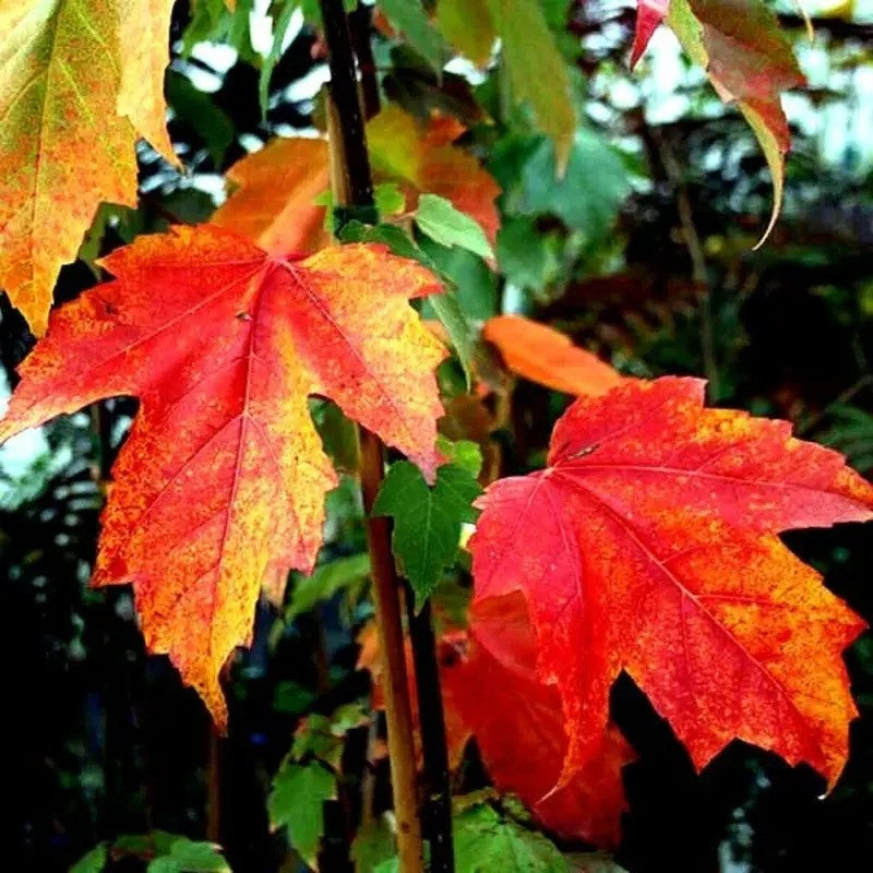 Close-up of red and orange maple leaves with a blurred green background