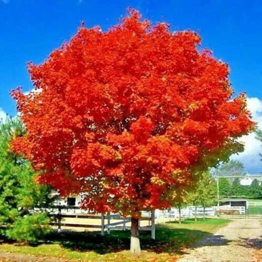 Tree with vibrant red foliage against a blue sky