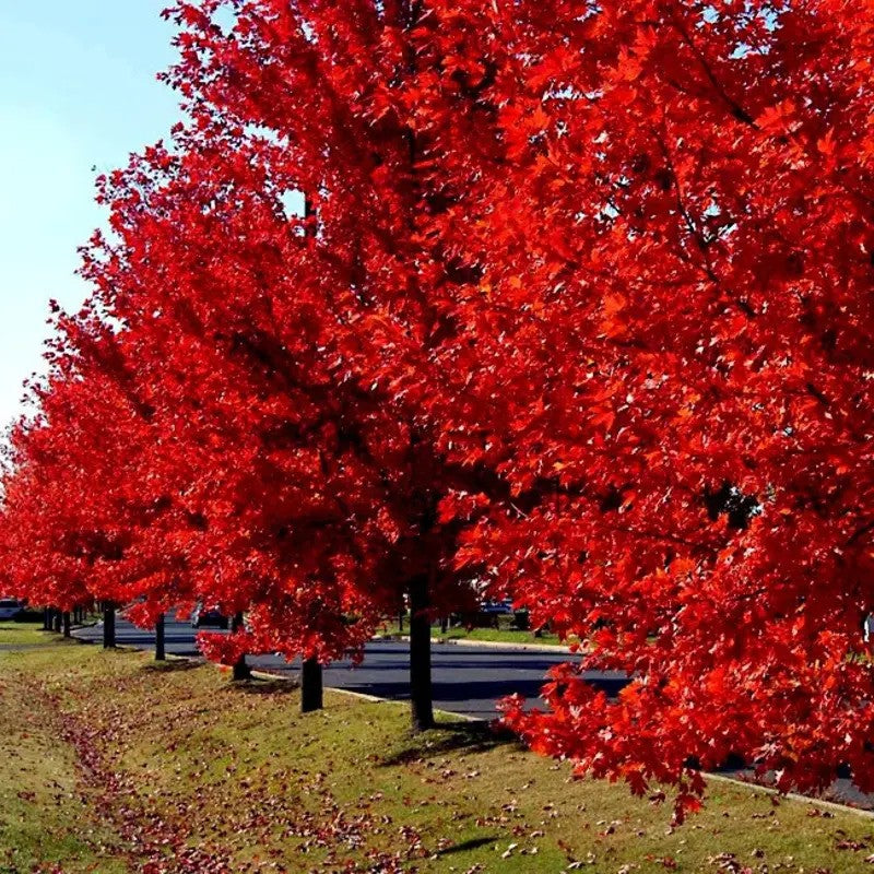 Row of red maple trees in a park with a clear blue sky.
